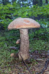 Leccinum versipelle
