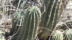 Echinopsis rhodotricha