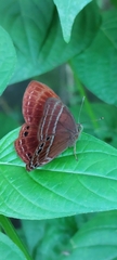 Abisara echerius