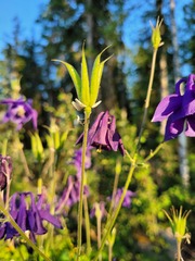 Aquilegia vulgaris