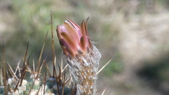 Echinopsis rhodotricha