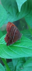 Abisara echerius