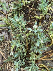 Heliotropium curassavicum