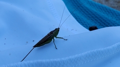 Conocephalus fasciatus