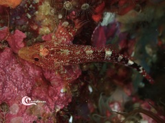 Tripterygion delaisi