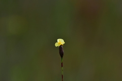 Xyris ambigua