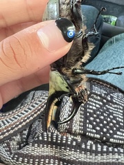 Dynastes hyllus
