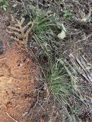 Xerophyllum tenax