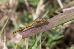 Diplacodes bipunctata