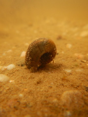 Planorbella trivolvis