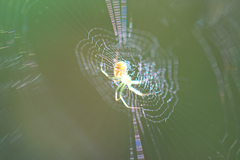Mangora