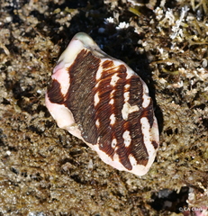 Megastraea undosa
