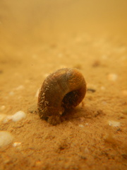 Planorbella trivolvis