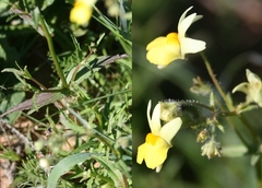 Nemesia anisocarpa