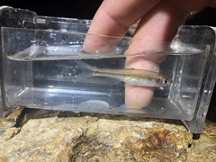 Lythrurus umbratilis