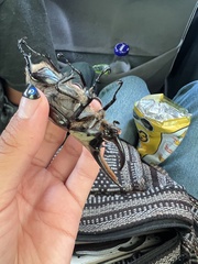 Dynastes hyllus