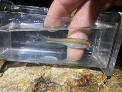 Lythrurus umbratilis