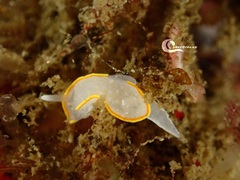 Diaphorodoris alba