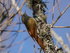 Sittasomus griseicapillus