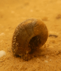 Planorbella trivolvis