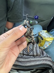 Dynastes hyllus