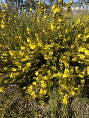 Hibbertia prostrata