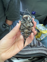 Dynastes hyllus