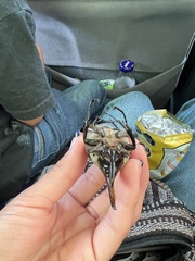 Dynastes hyllus