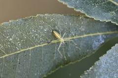 Zelus renardii