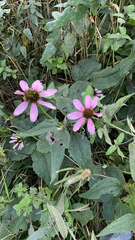 Echinacea purpurea
