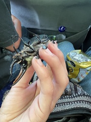 Dynastes hyllus