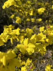 Hibbertia prostrata