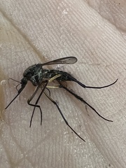 Psorophora cyanescens