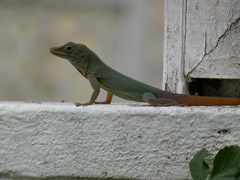 Anolis grahami
