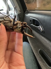 Dynastes hyllus