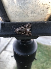 Trichoplusia ni