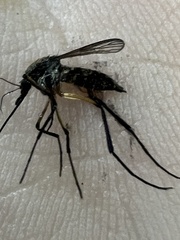 Psorophora cyanescens