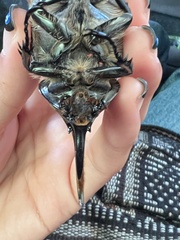 Dynastes hyllus