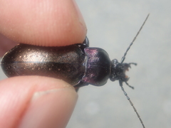 Carabus nemoralis