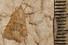Achyra rantalis