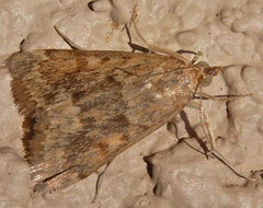 Achyra rantalis