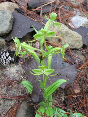 Habenaria jaliscana