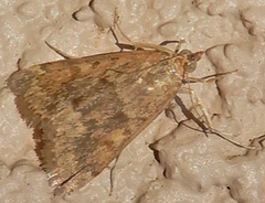Achyra rantalis