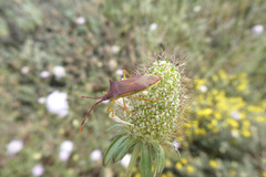 Gonocerus insidiator