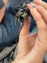Dynastes hyllus