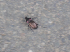 Carabus nemoralis