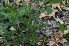Sonchus asper