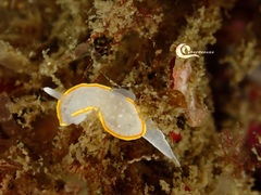 Diaphorodoris alba