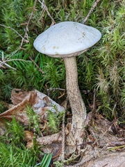 Leccinellum albellum