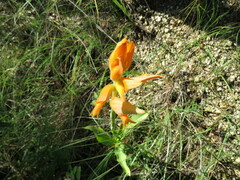 Dichromanthus aurantiacus